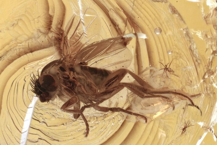 Fossil Scuttle Fly (Phoridae) and Bubbles In Baltic Amber #335763